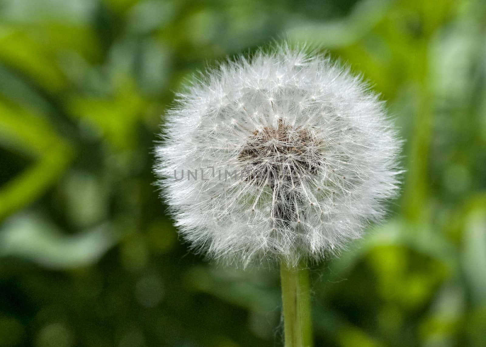 fluffy, freshly ripe dandelion on blurred green nature background
