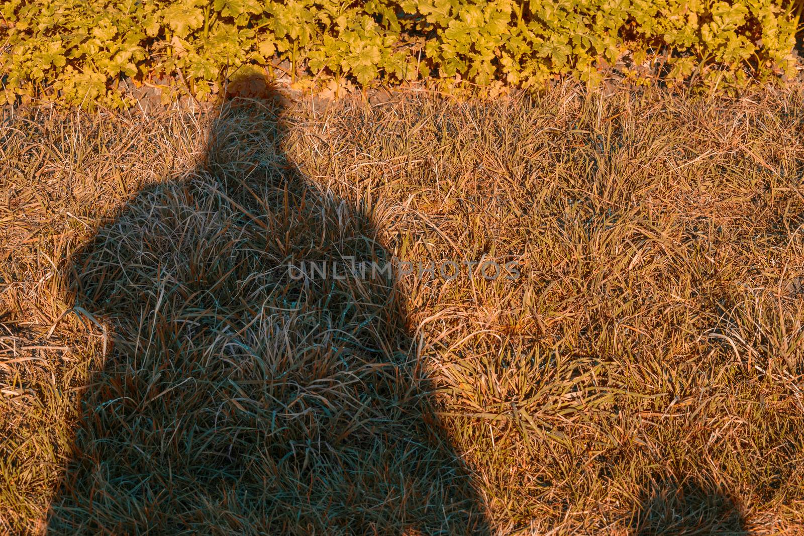 Black shadow of a man walking falls on a meadow and a field.