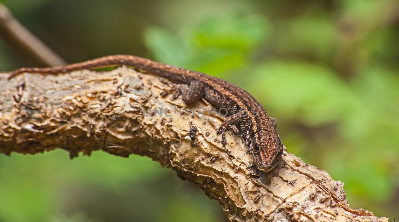 Cape Dwarf Gecko (Lygodactylus capensis), a small lizard endemic to Southern Africa.