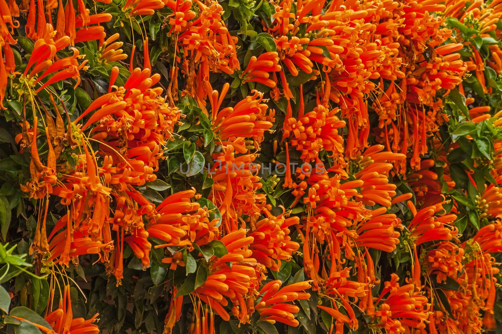 A wall covered with flowering Pyrostegia venusta, the orange, trumpetvine.