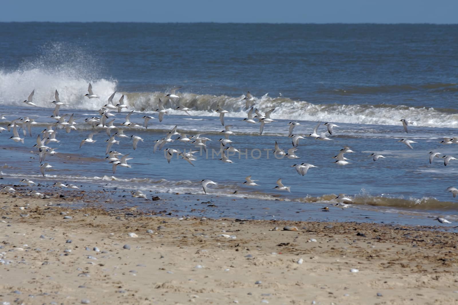 Little Terns (Sternula albifrons) Flying along the Beach at Wint by phil_bird