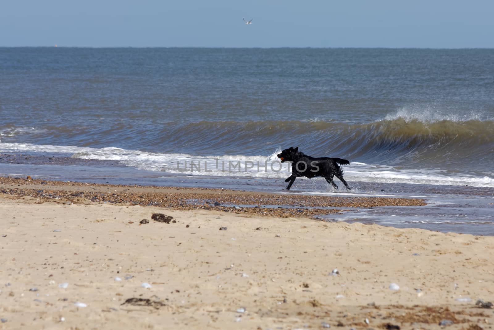 Black dog with a red ball running along the beach at Winterton-On-Sea in Norfolk