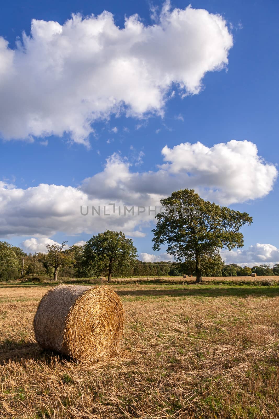 Hay bales in a field after the harvest by phil_bird