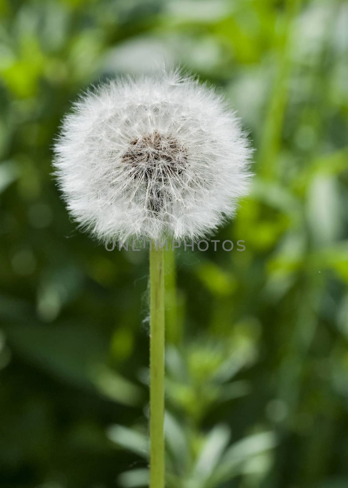 fluffy, freshly ripe dandelion on blurred green nature background