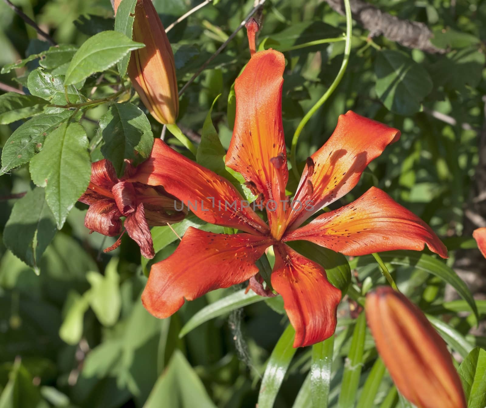 orange tiger Lily flower illuminated by the evening sun on blurred nature background