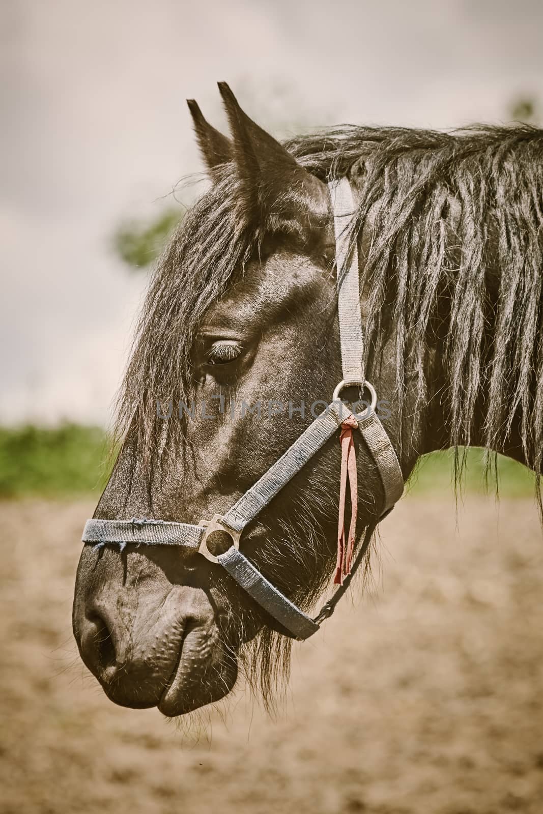 Portrait of Black Horse on the Nature