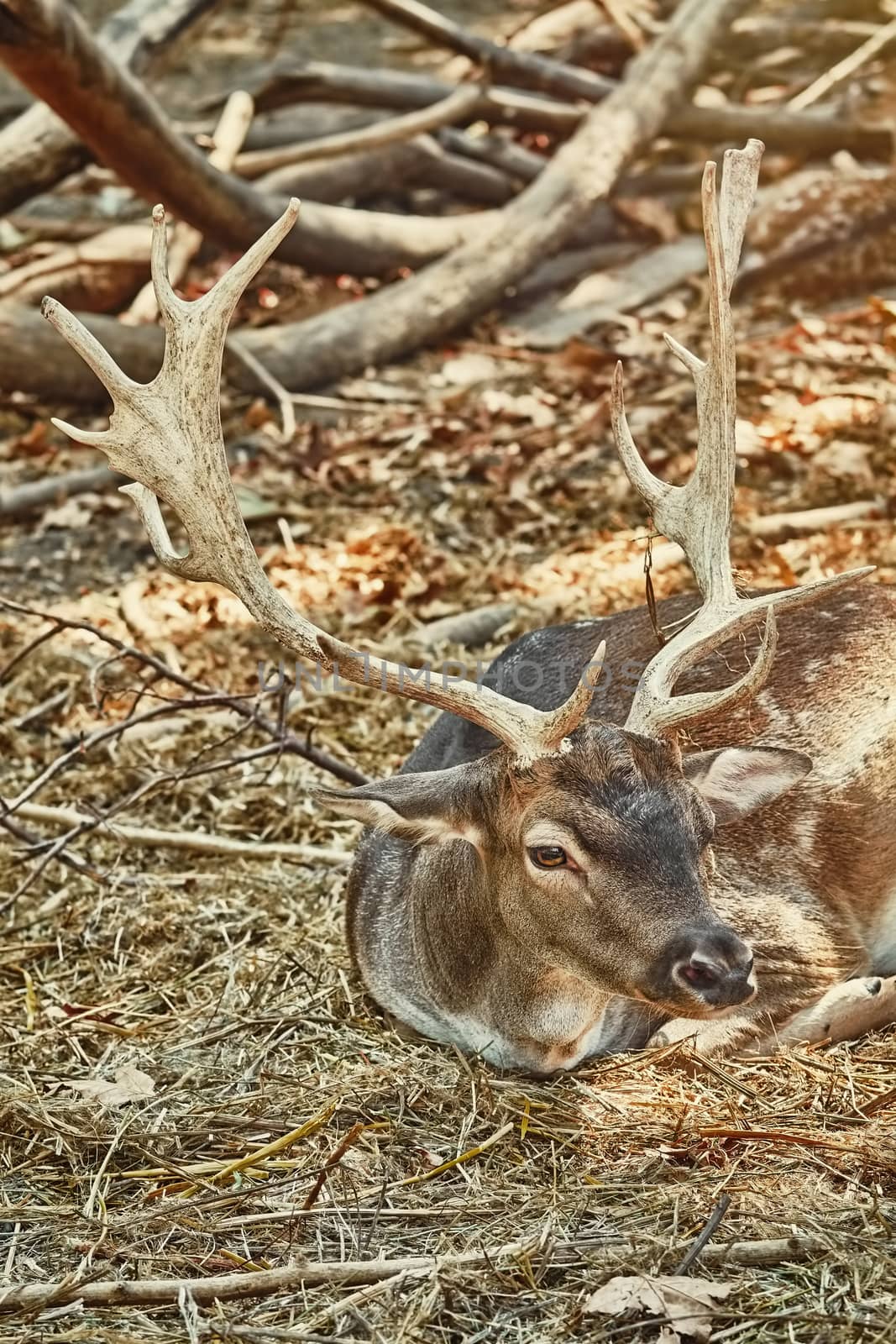 Spotted Deer with Horns Resting on the Ground