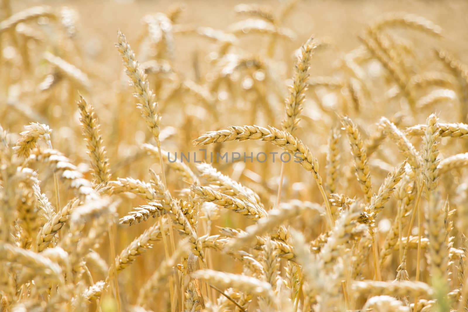 Wheat field background. Golden agriculture mature cereal harvest growing in nature. Raw food plant