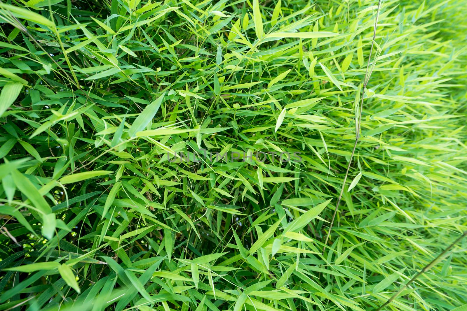 bamboo leaf background