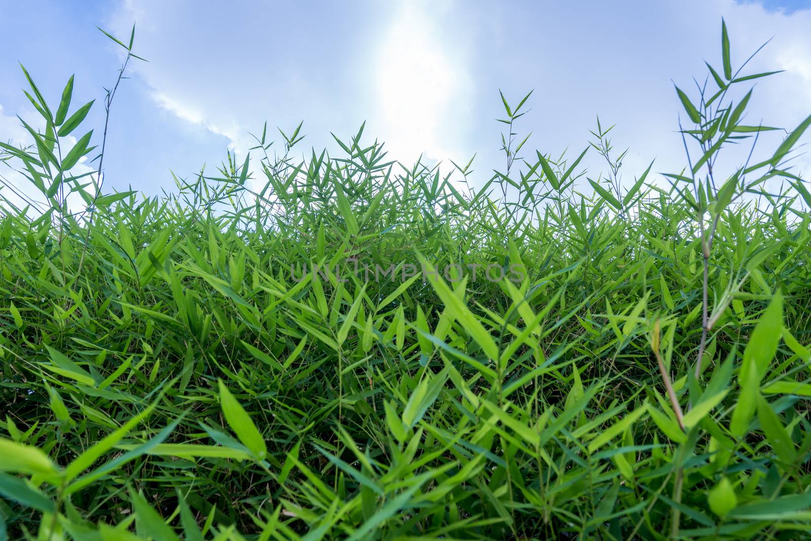 bamboo leaf with sky background