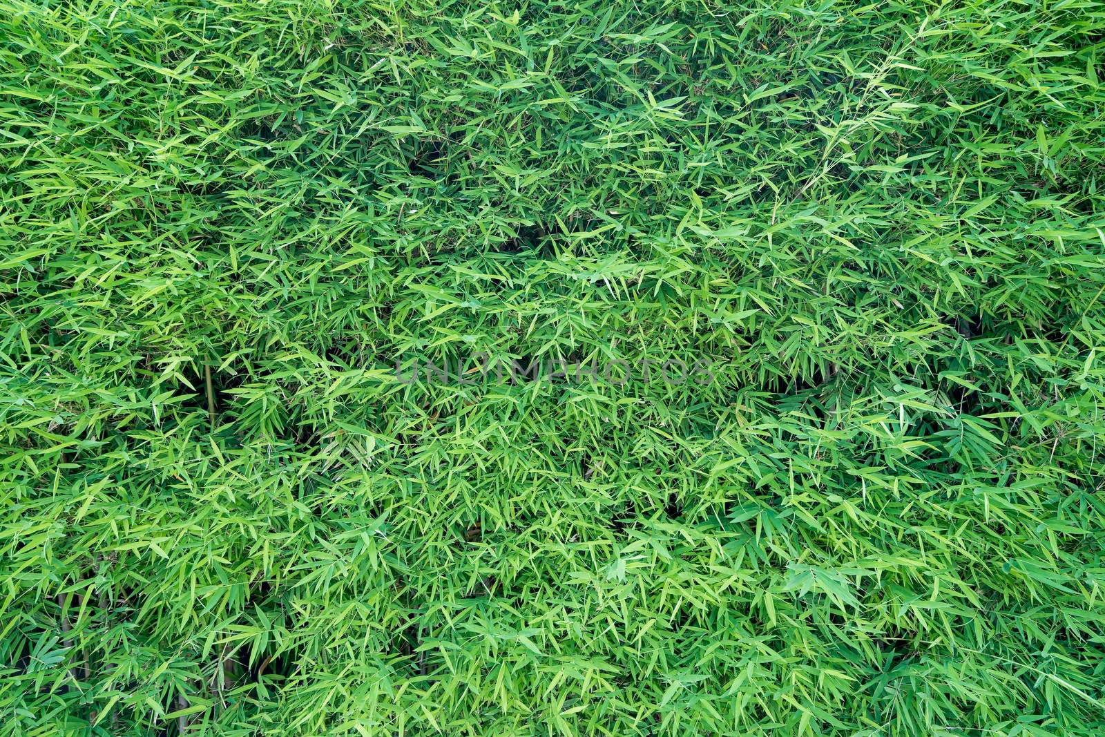 bamboo leaf background