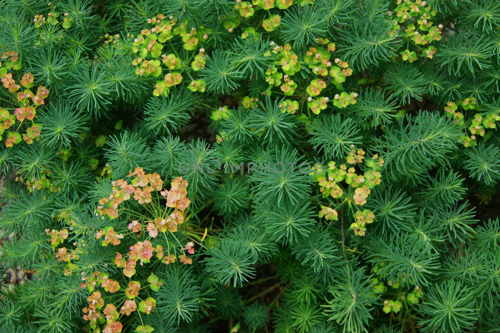 Green year background from herb and flower