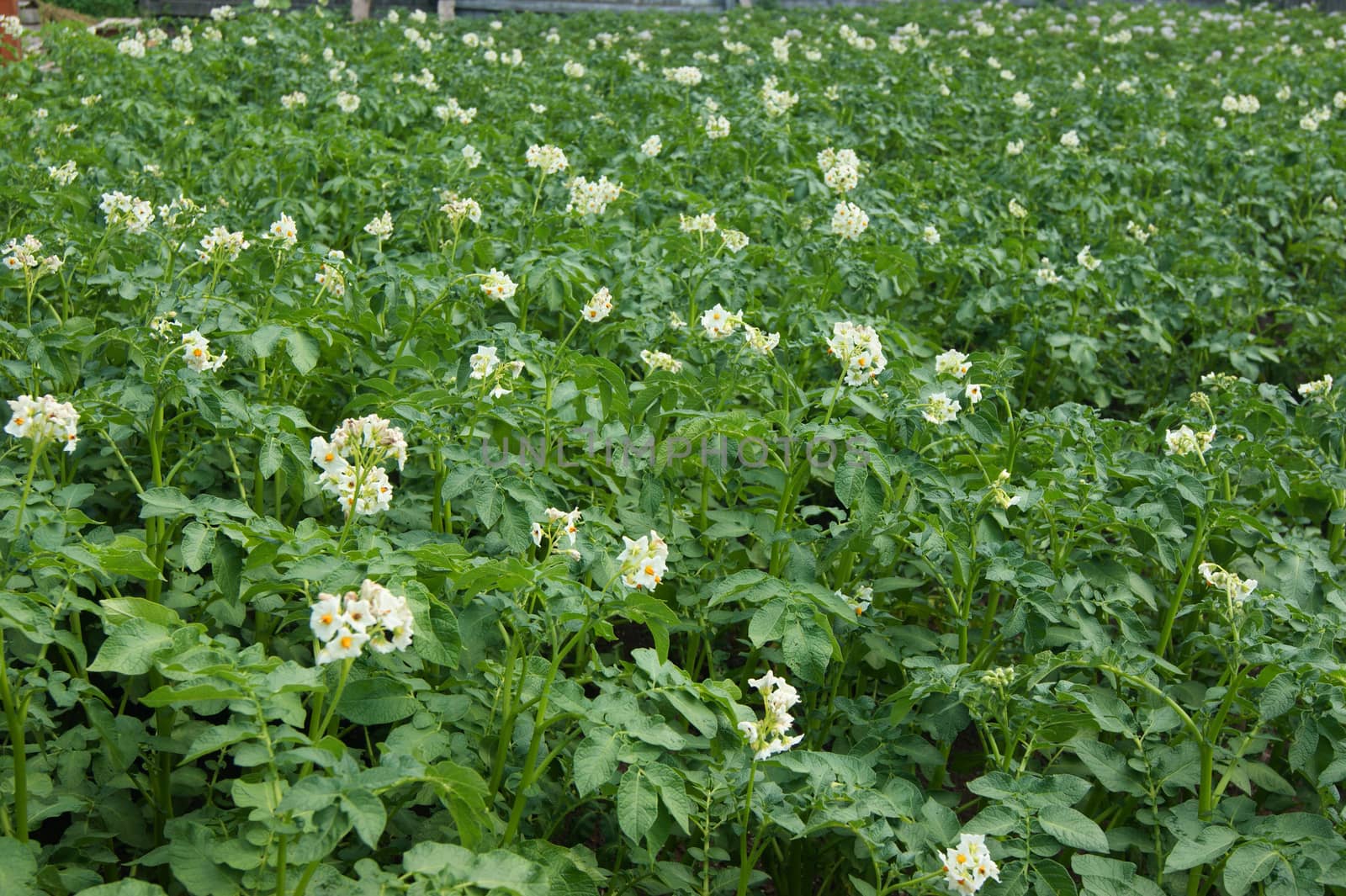 The Field with planted and flowering potatoes.Agriculture