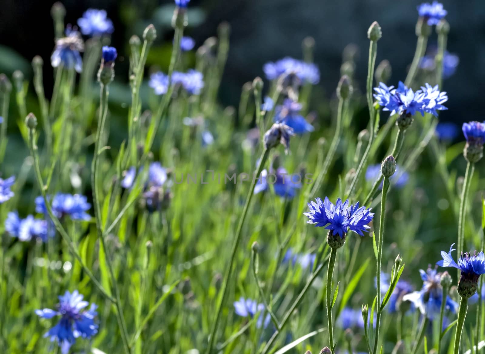 blue cornflowers blossomed on blurred green nature background