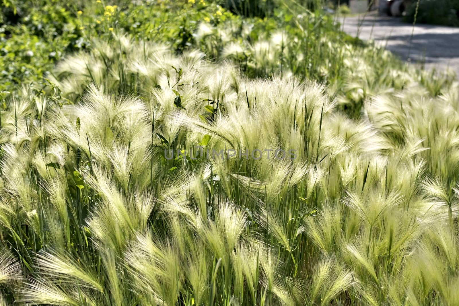 feather grass illuminated by the sun by valerypetr