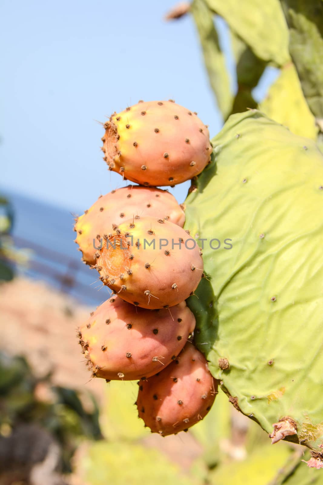 prickly pears wild fruit of sicily team symbol