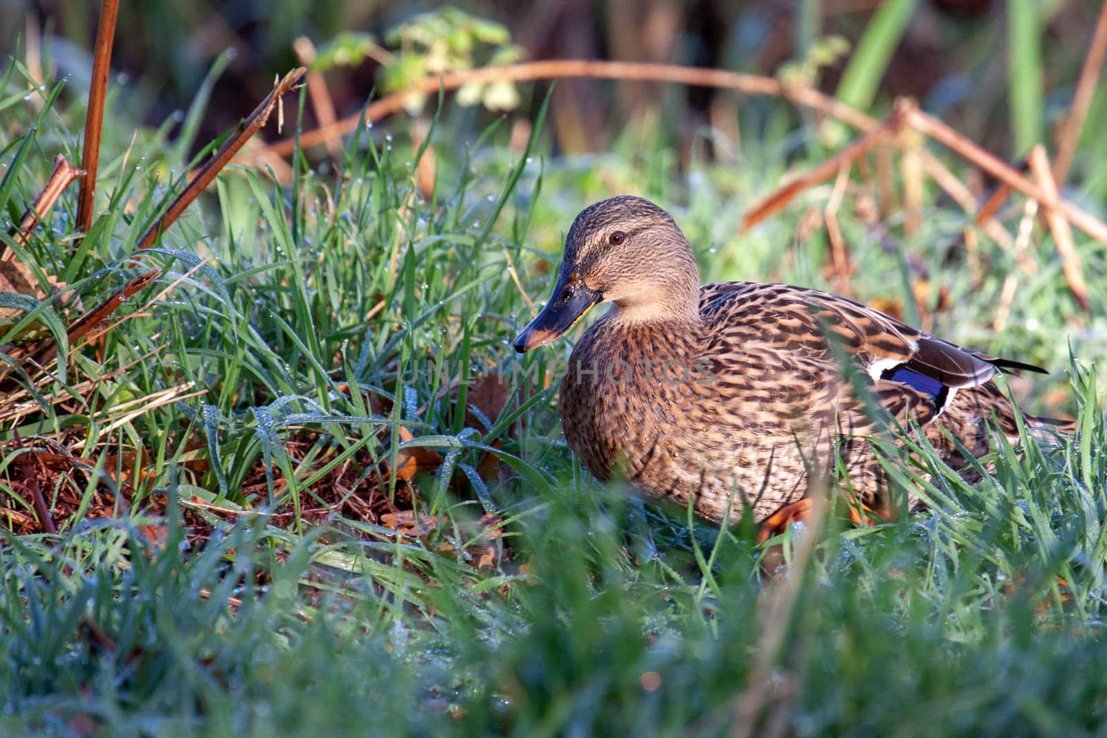 Female Mallard walking through dew laden grass by phil_bird