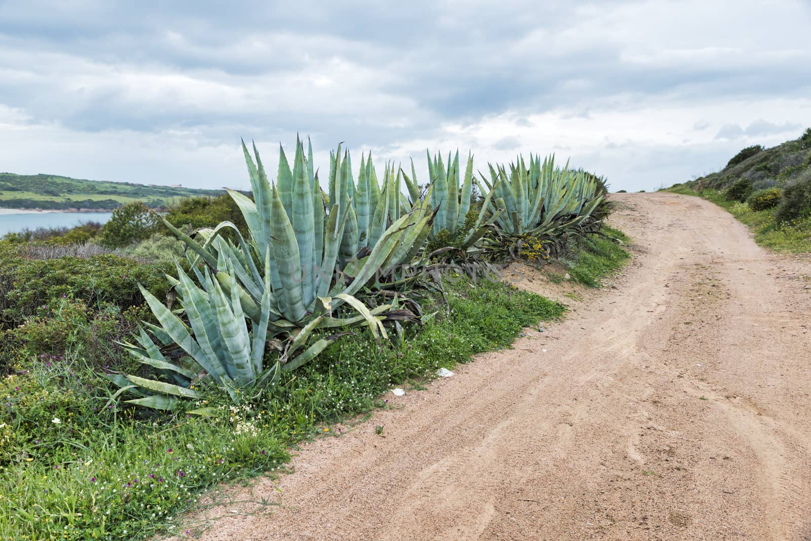 wild agave plants along the road on sardinia island