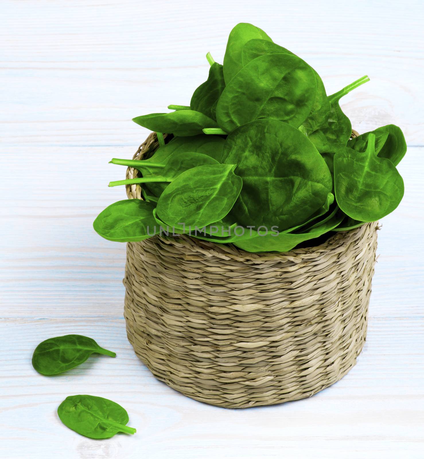 Arrangement of Small Raw Spinach Leafs in Wicker Cask closeup on Light Blue Wooden background