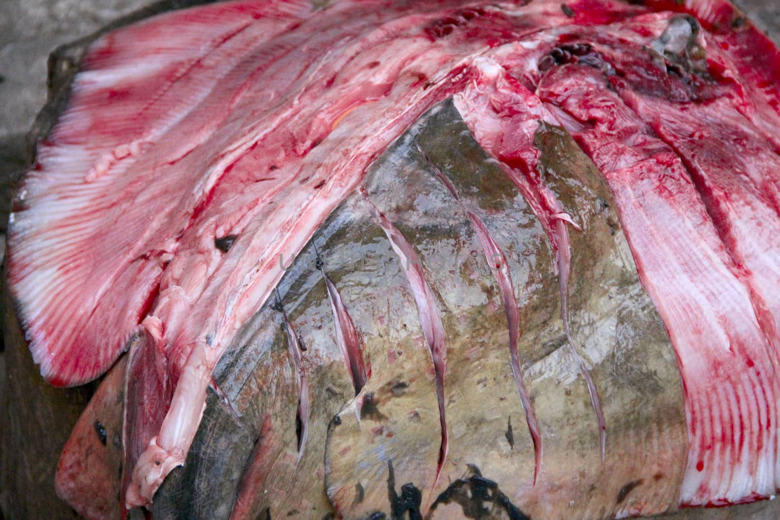 Fish meat big stingray during the cutting. photo