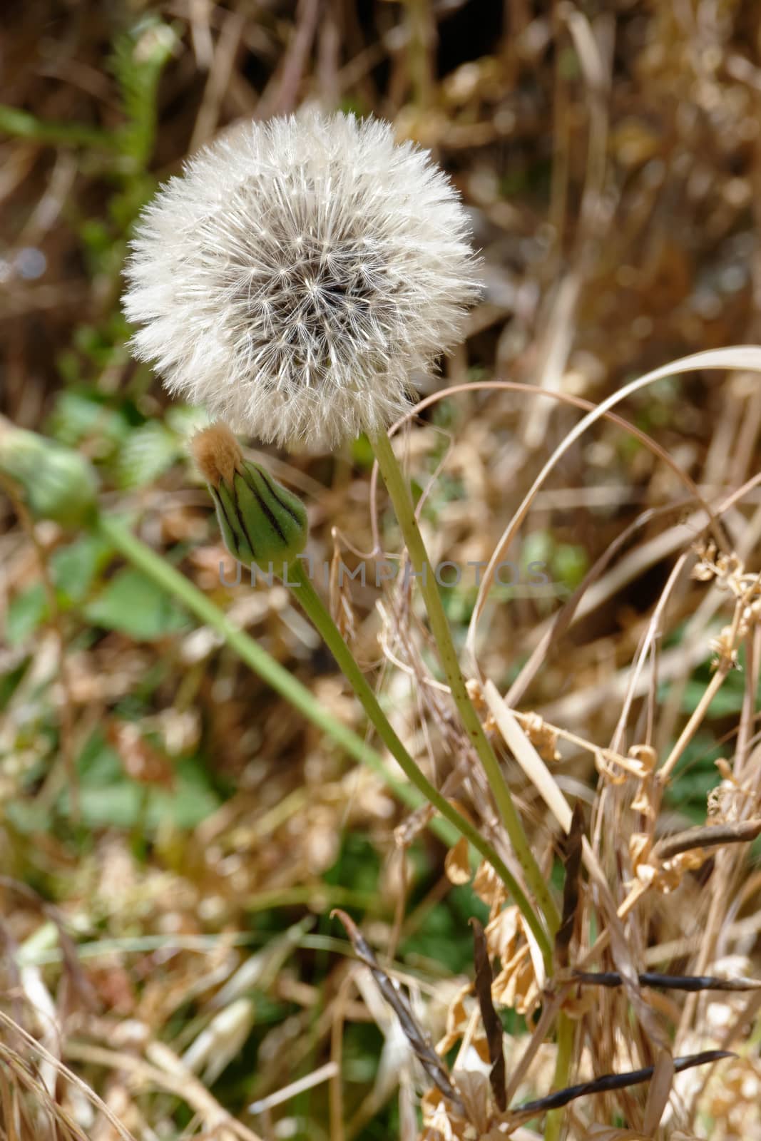 Dandelion (Taraxacum) Seed Head