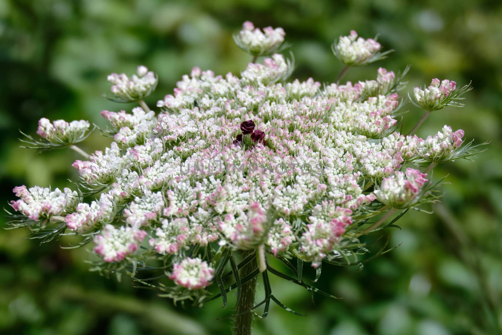 Wild Carrot (Daucus carota) in Sardinia