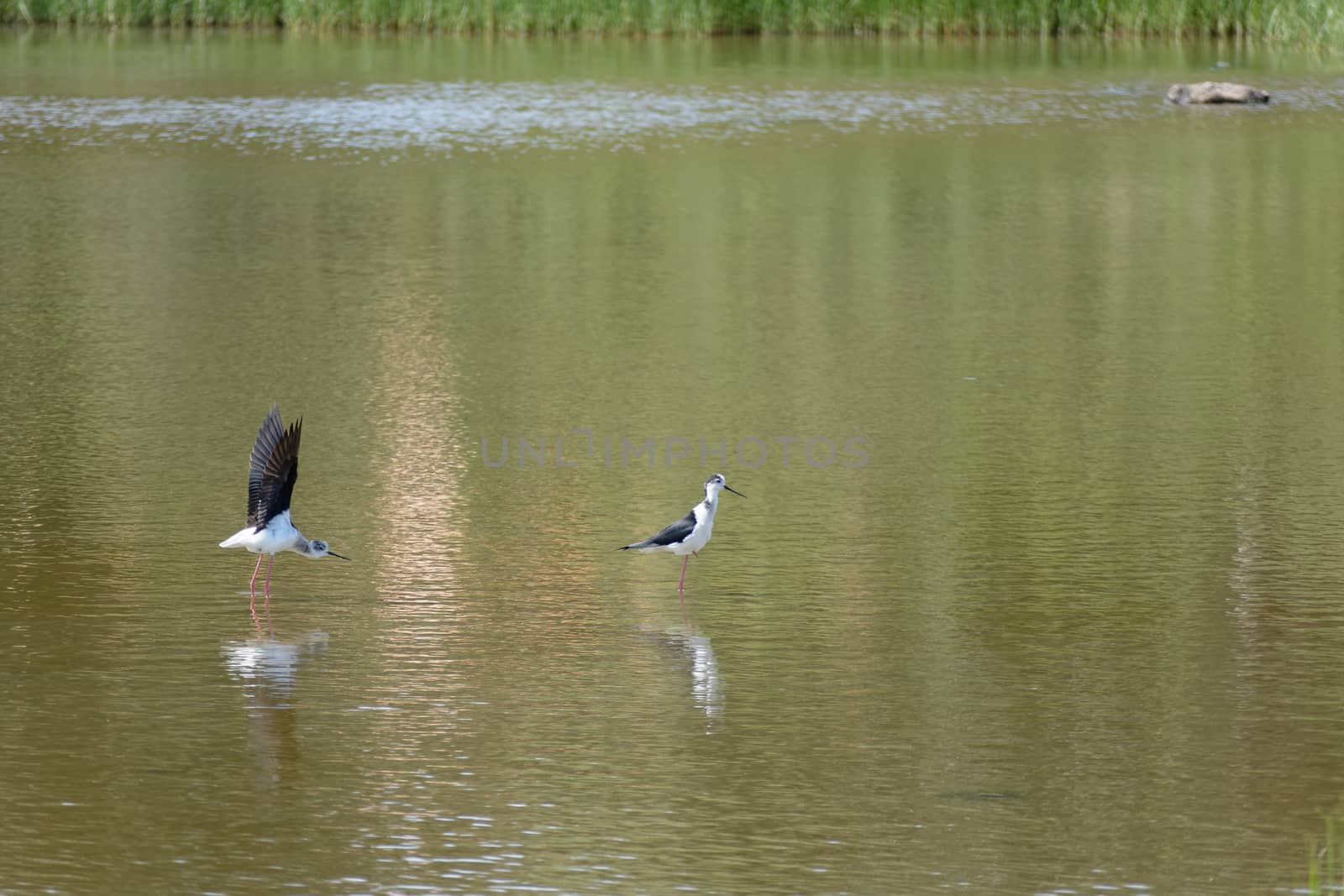 Black-winged Stilt, Common Stilt, or Pied Stilt (Himantopus hima by phil_bird