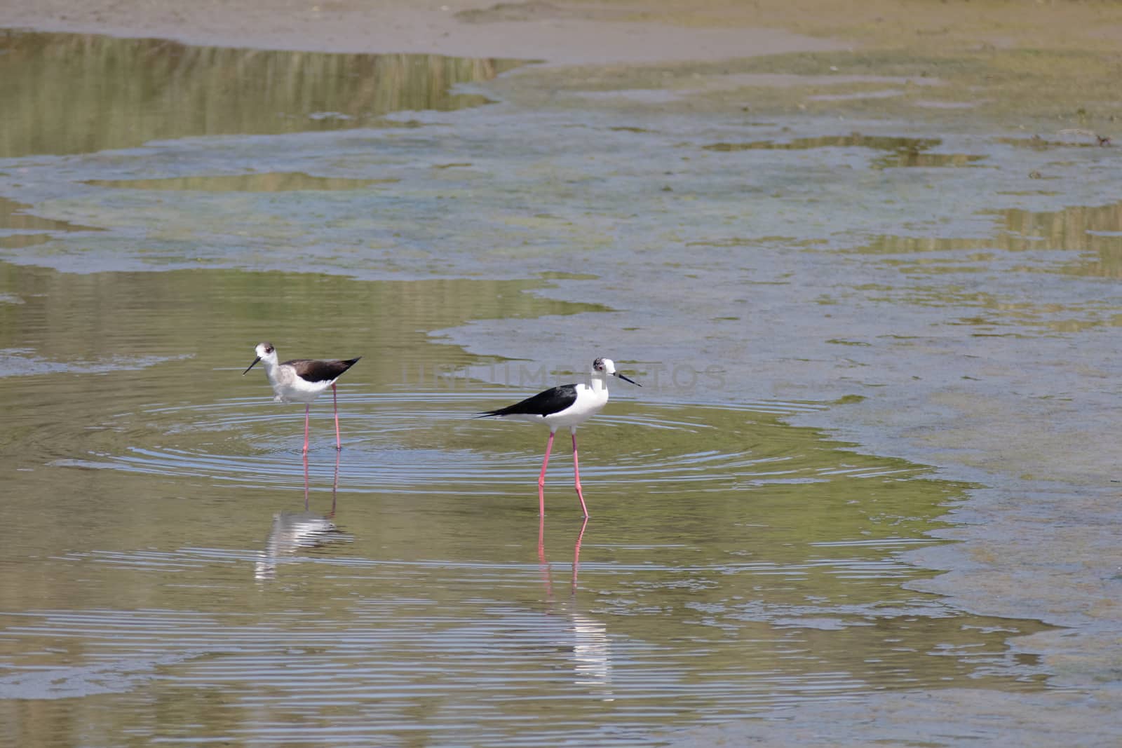 Black-winged Stilt, Common Stilt, or Pied Stilt (Himantopus himantopus)