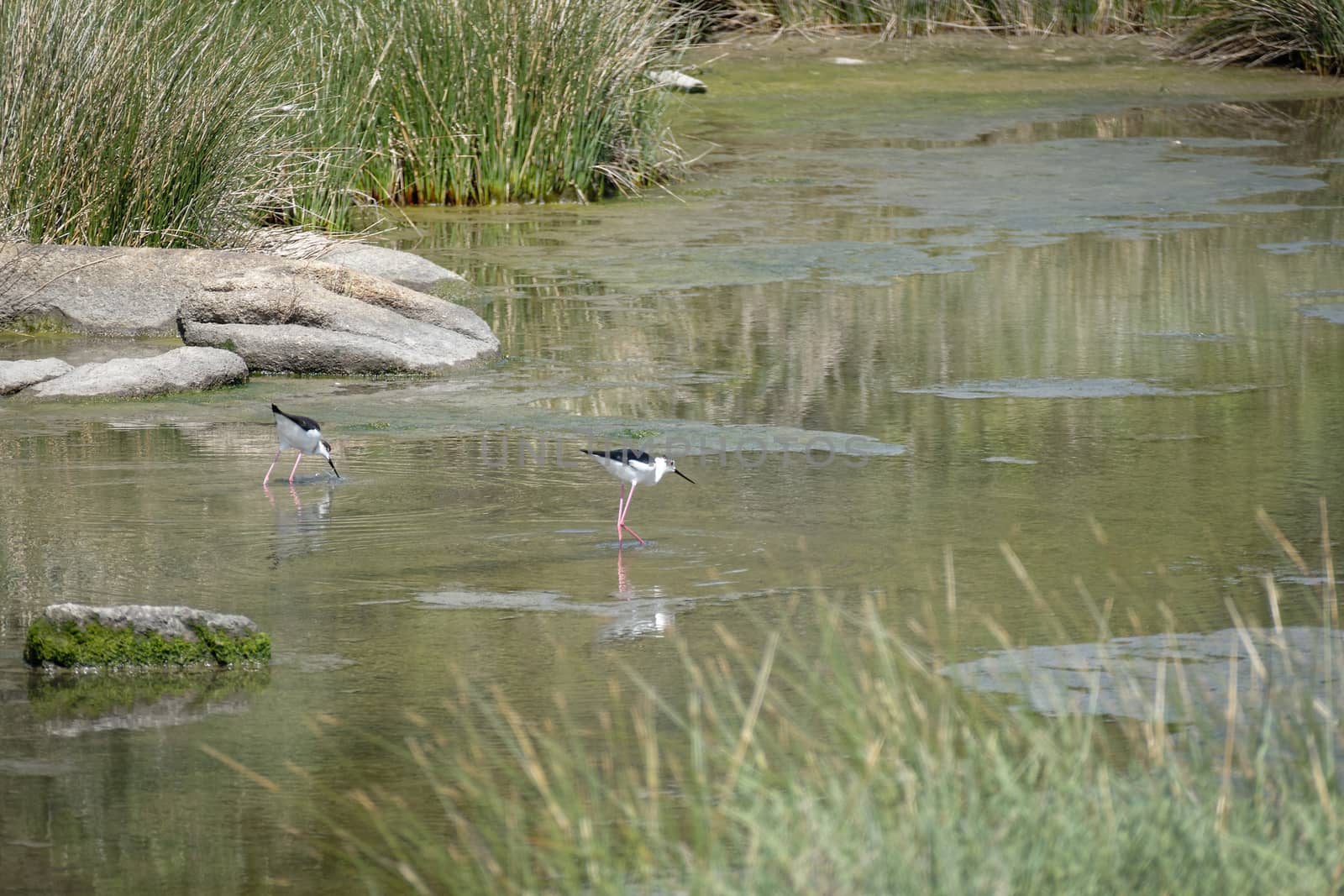 Black-winged Stilt, Common Stilt, or Pied Stilt (Himantopus hima by phil_bird