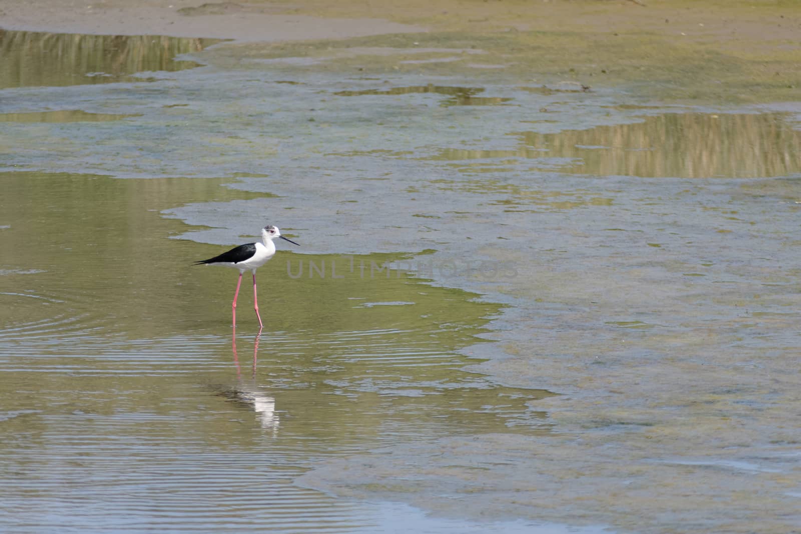 Black-winged Stilt, Common Stilt, or Pied Stilt (Himantopus hima by phil_bird