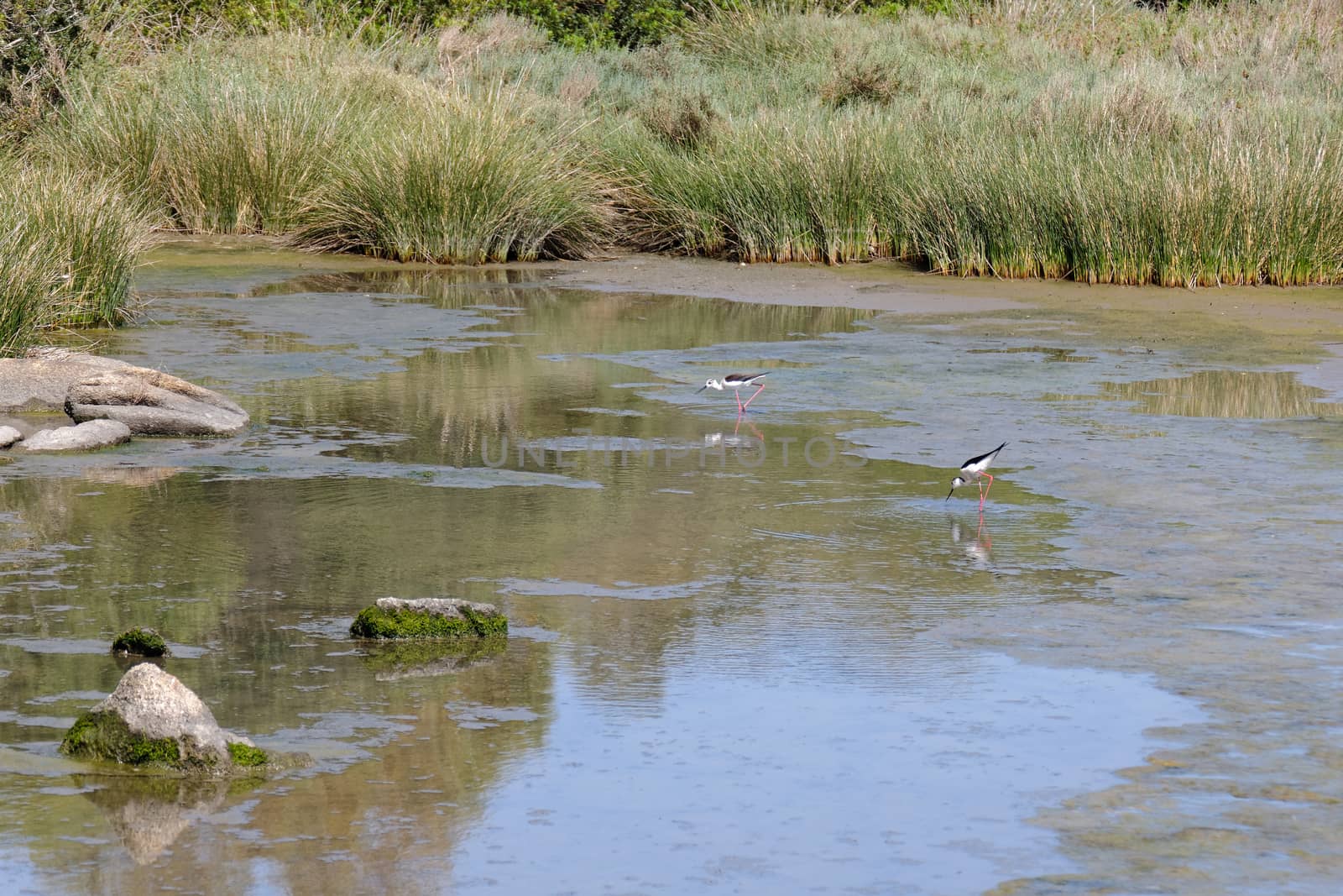 Black-winged Stilt, Common Stilt, or Pied Stilt (Himantopus hima by phil_bird