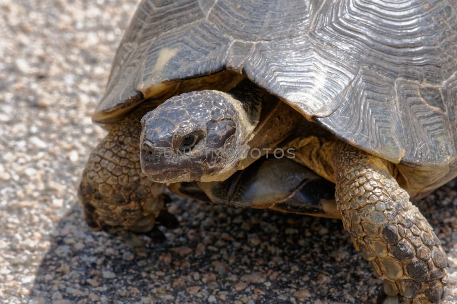 Sardinian Marginated Tortoise (Testudo marginata) by phil_bird