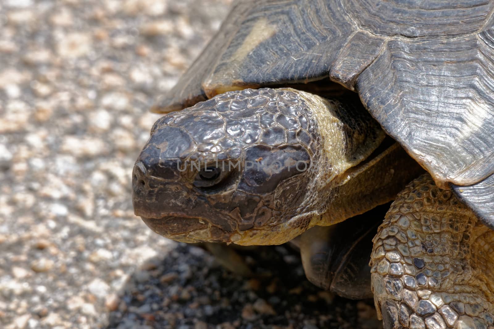 Sardinian Marginated Tortoise (Testudo marginata) by phil_bird