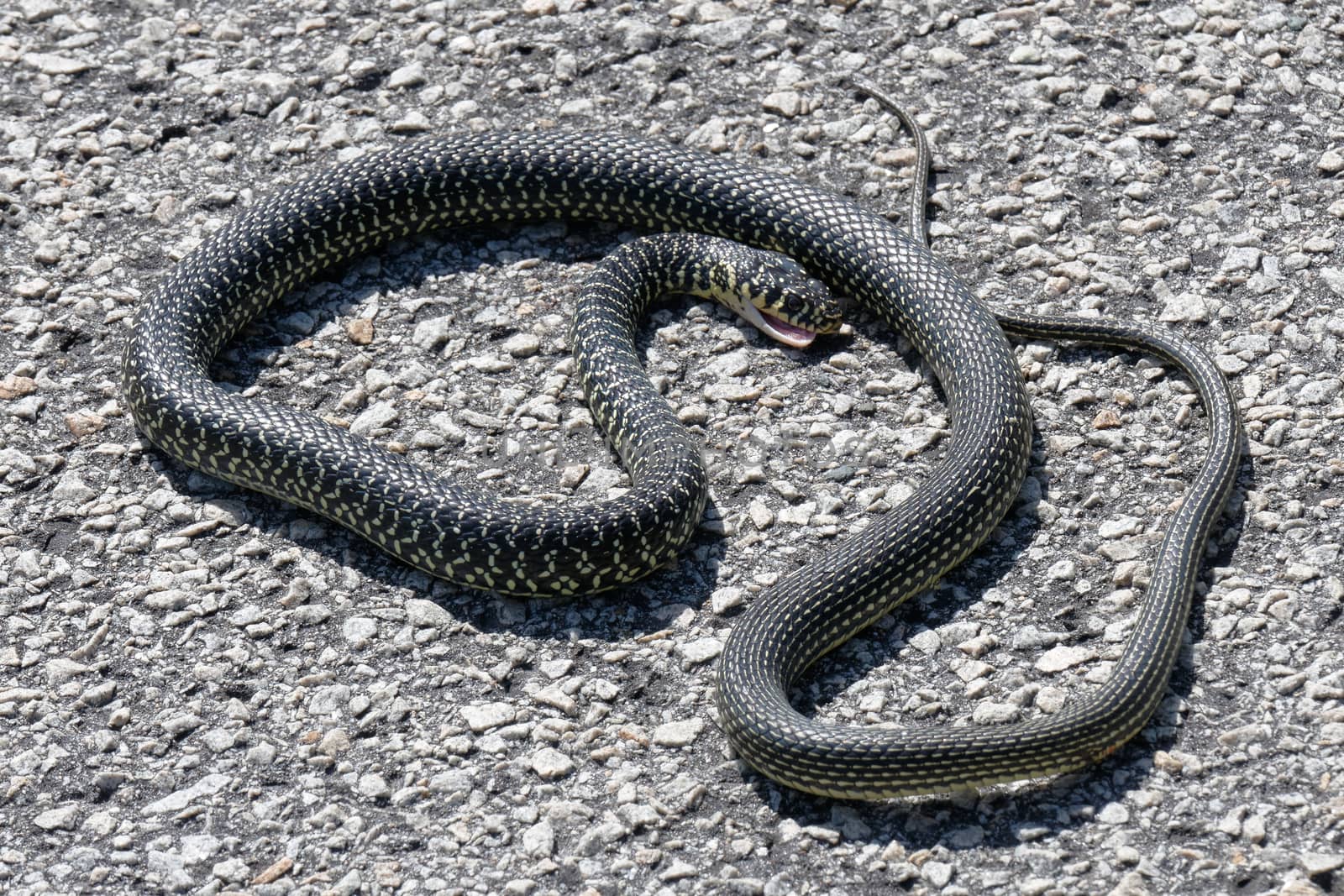 Western Whip Snake (Coluber viridiflavus) by phil_bird