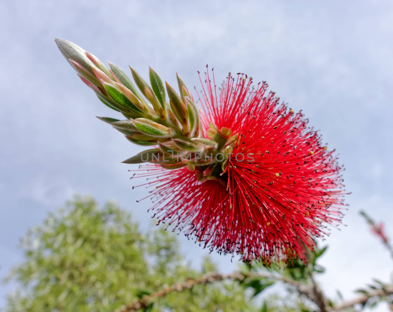 Bottlebrush Tree (Callistemon) Flowering in Sardinia