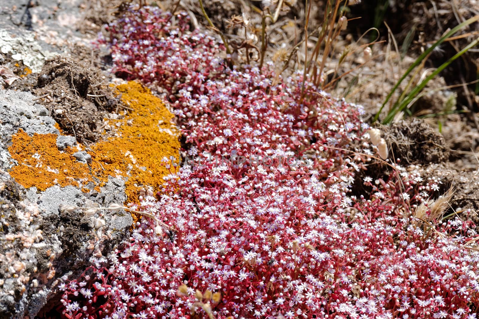 Red Saxifrage (Saxifraga) in Sardinia