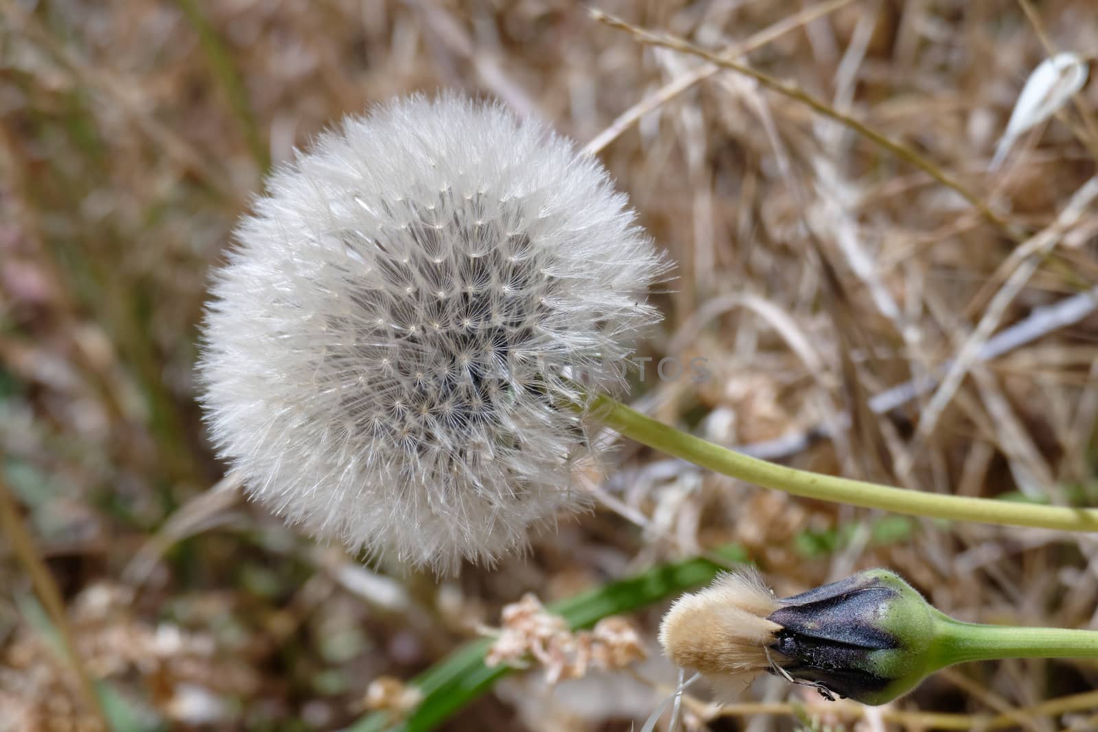 Dandelion (Taraxacum) Seed Head by phil_bird