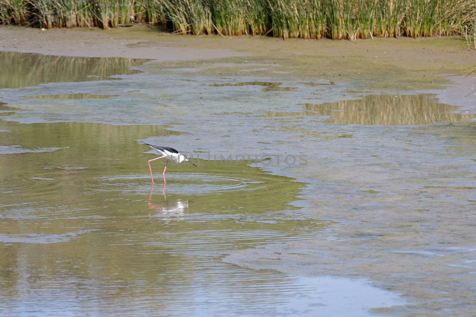 Black-winged Stilt, Common Stilt, or Pied Stilt (Himantopus himantopus)