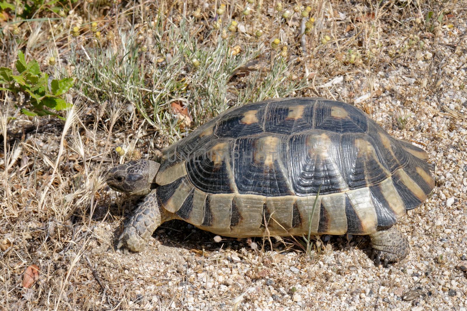 Sardinian Marginated Tortoise (Testudo marginata) by phil_bird