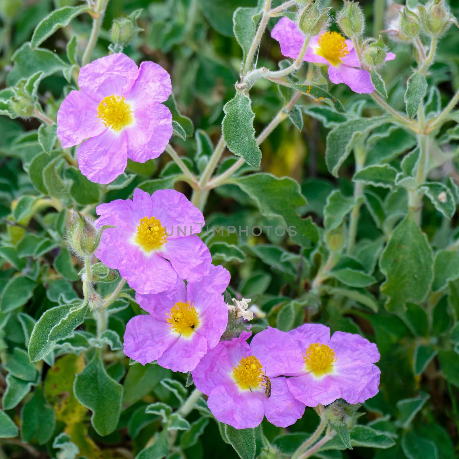 Cretan Rock Rose (Cistus creticus L.)