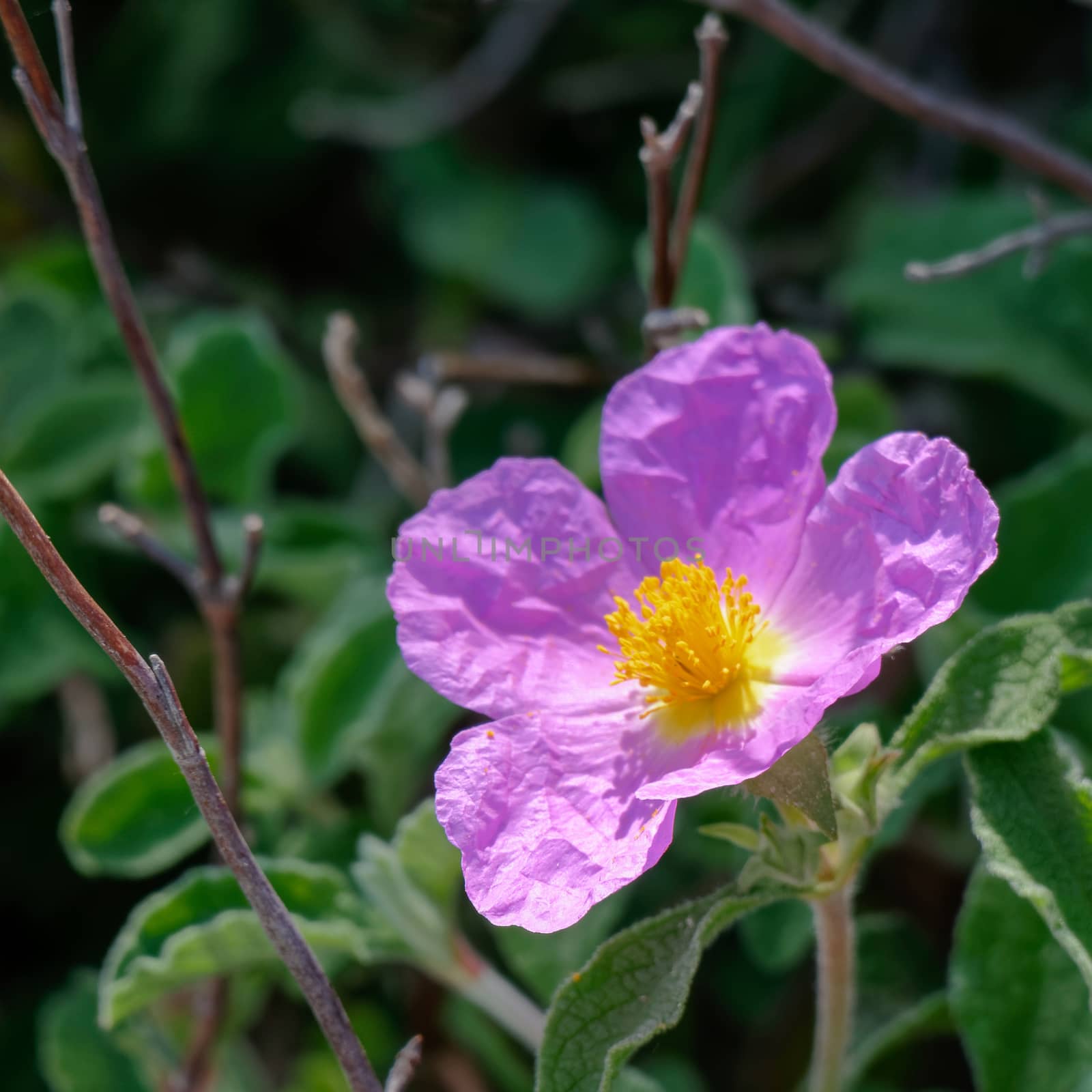 Cretan Rock Rose (Cistus creticus L.) by phil_bird