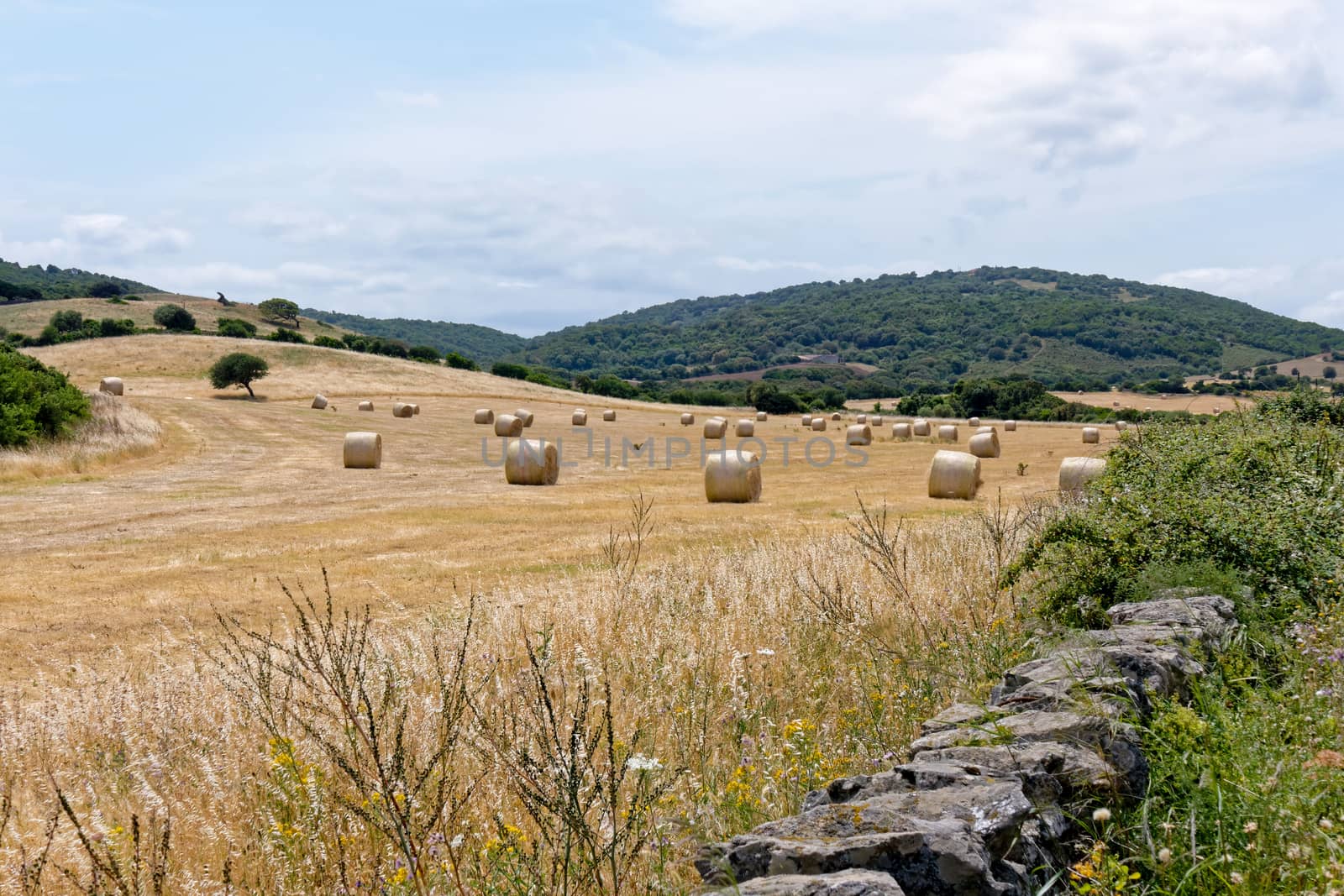 Harvest in Sardinia by phil_bird