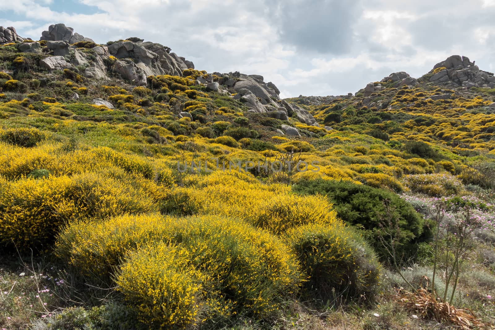 Mediterranean Maquis Flowering in Sardinia by phil_bird