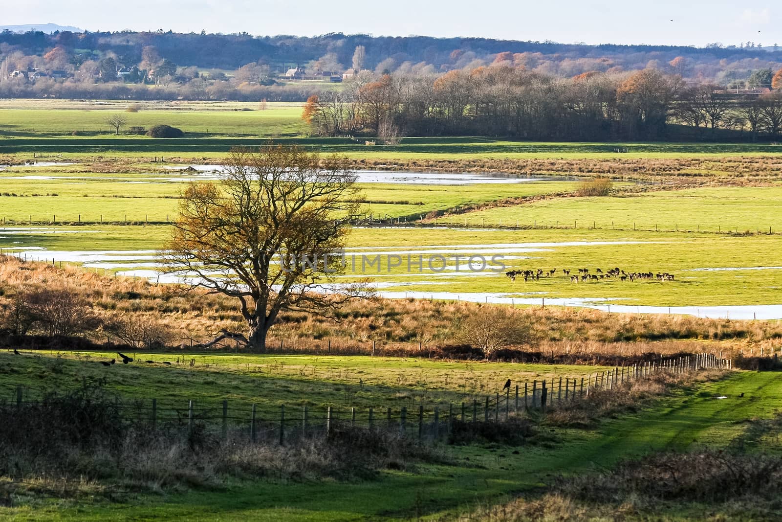 Evening Sunshine on Pulborough Brooks by phil_bird