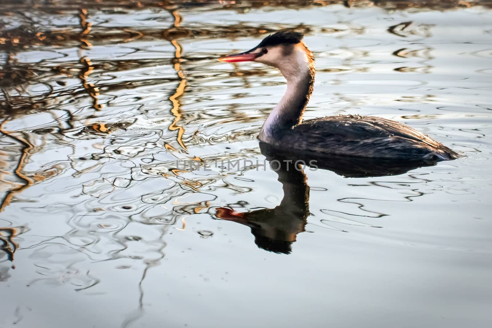 Great Crested Grebe  (Podiceps cristatus) by phil_bird