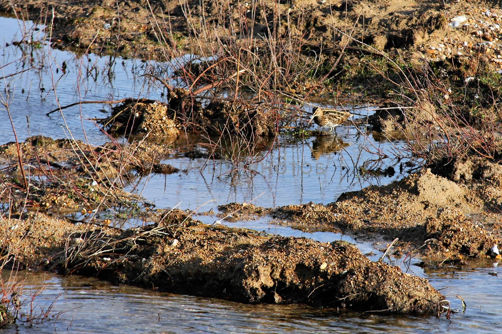 Common Snipe (Gallinago gallinago)