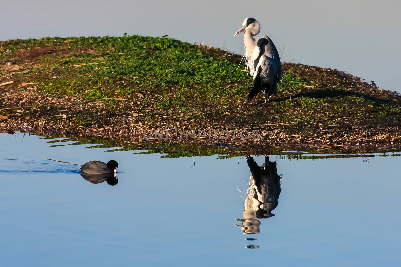 Heron and Coot by phil_bird