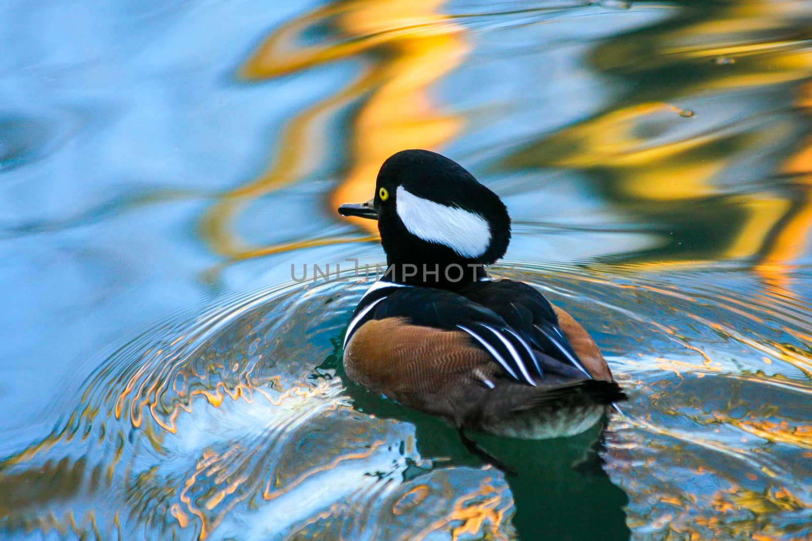 Hooded Merganser (Lophodytes cucullatus) at Barnes