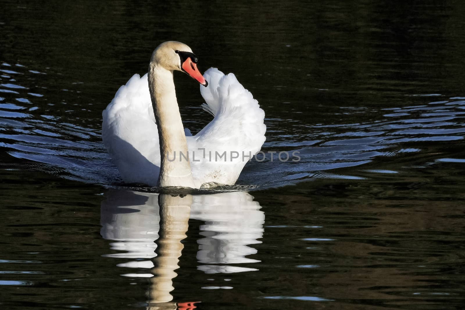 Mute Swan (Cygnus olor) at Warnham Nature Reserve