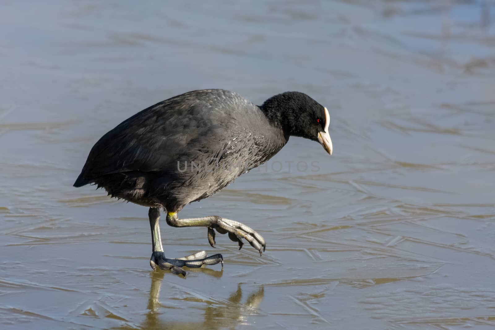 Coot (Fulcia atra) Gingerly Walking on the Ice by phil_bird